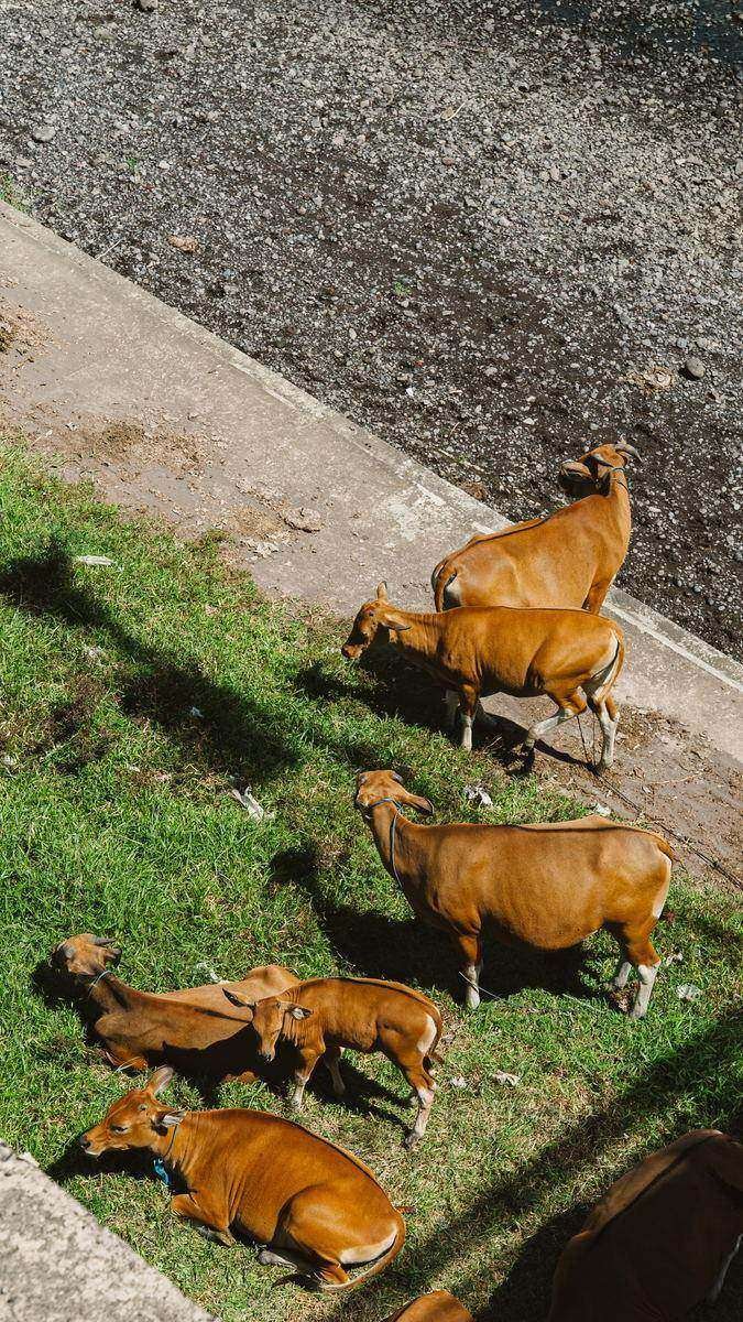 Bali cattle resting on a grass verge beside a paved river channel, hard midday sun