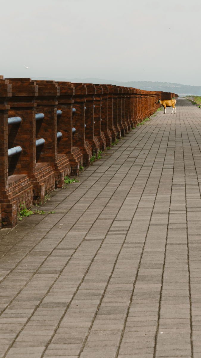 Brick sea wall running to a vanishing point, a single calf tethered at the far end